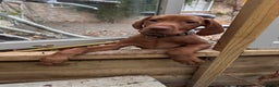 Hungarian Vizsla dogs for sale: Hungarian Vizsla  - Advert 5
