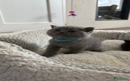 British Shorthair cats for sale: Stunning British short hair kittens  - Image 4