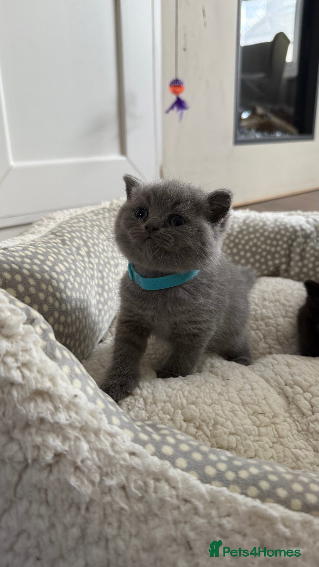 British Shorthair cats for sale: Stunning British short hair kittens  - Image 4