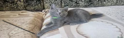 Russian Blue cats for sale: **TICA full pedigree Russian Blue kittens - Advert 24