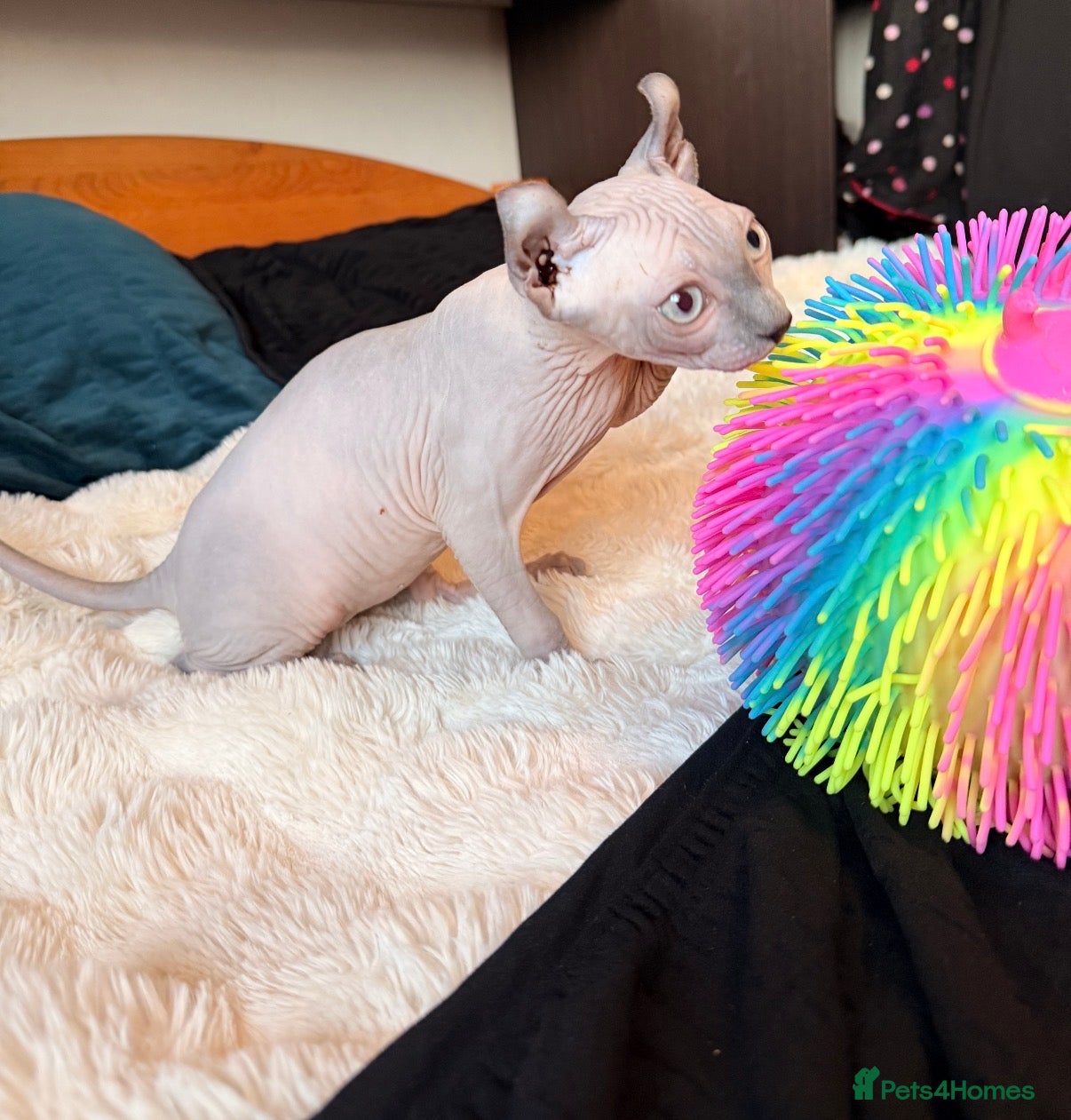 Sphynx cats Six gorgeous sphinx for sale  - Advert 1