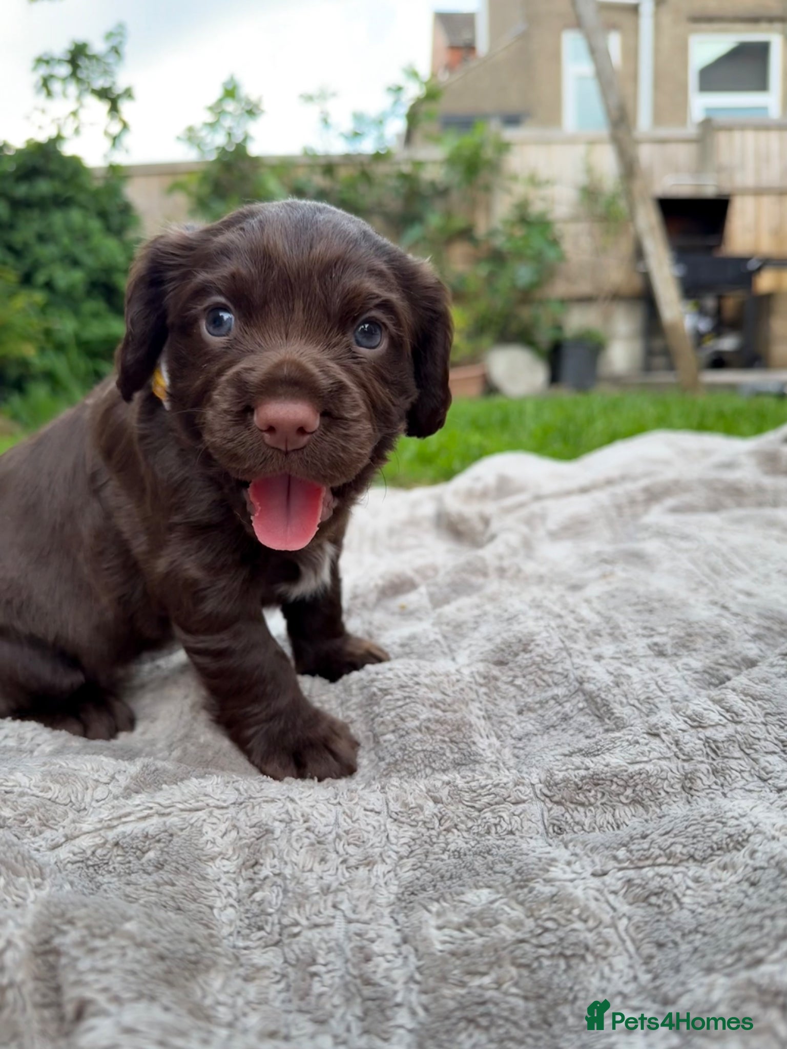 Cocker Spaniel dogs Stunning blue eyed working cocker spaniels KC/HT - Advert 2