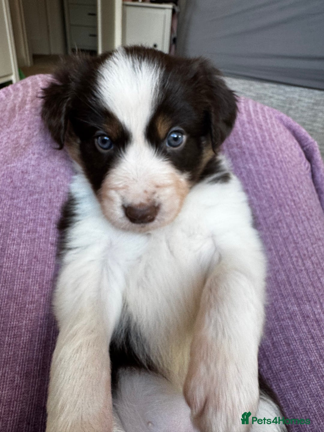 Border Collie dogs for sale: Red & White Tri border collie puppies  - Image 12