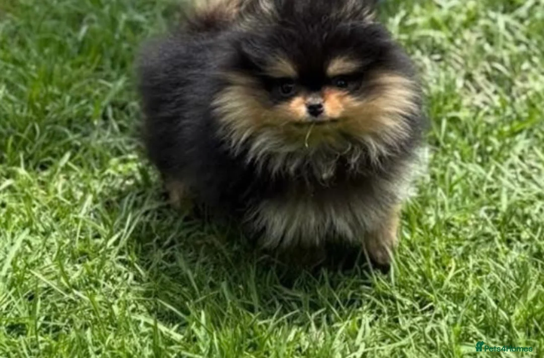 Pomeranian dogs for sale: Teeny tiny male Pomeranian - Advert 4