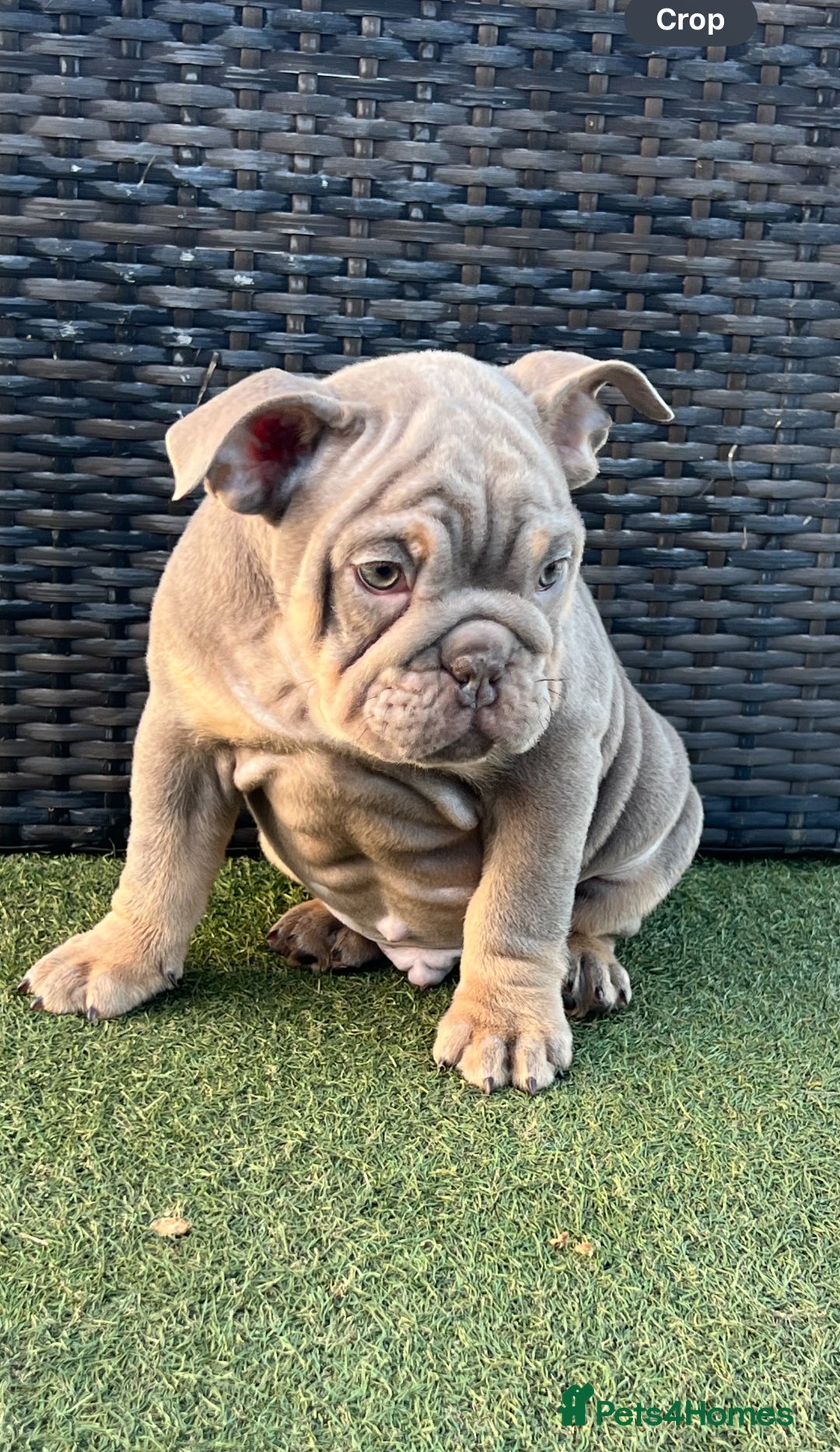 English Bulldog dogs for sale: Stunning English bulldog puppies  - Advert 8