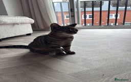British Shorthair cats for sale: Beautiful boy - Image 1