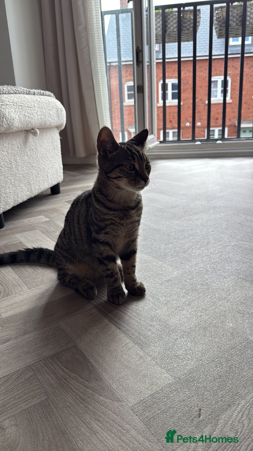 British Shorthair cats for sale: Beautiful boy - Image 1