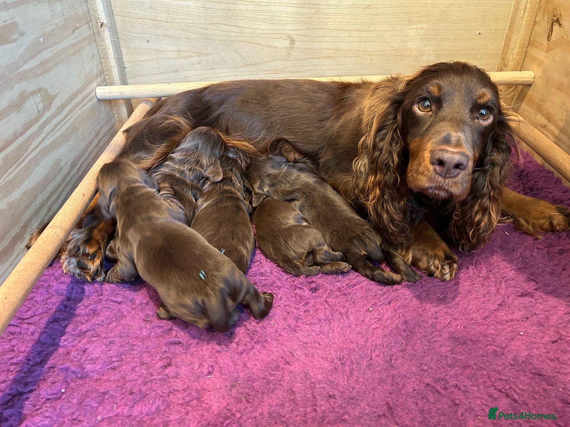 Cocker Spaniel dogs for sale: Chocolate and Tan cocker spaniel dog pup  - Advert 2