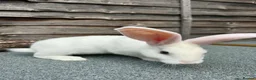 Continental Giant rabbits for sale: 🐰🐰🐰 Continental Giant Rabbits  - Advert 4