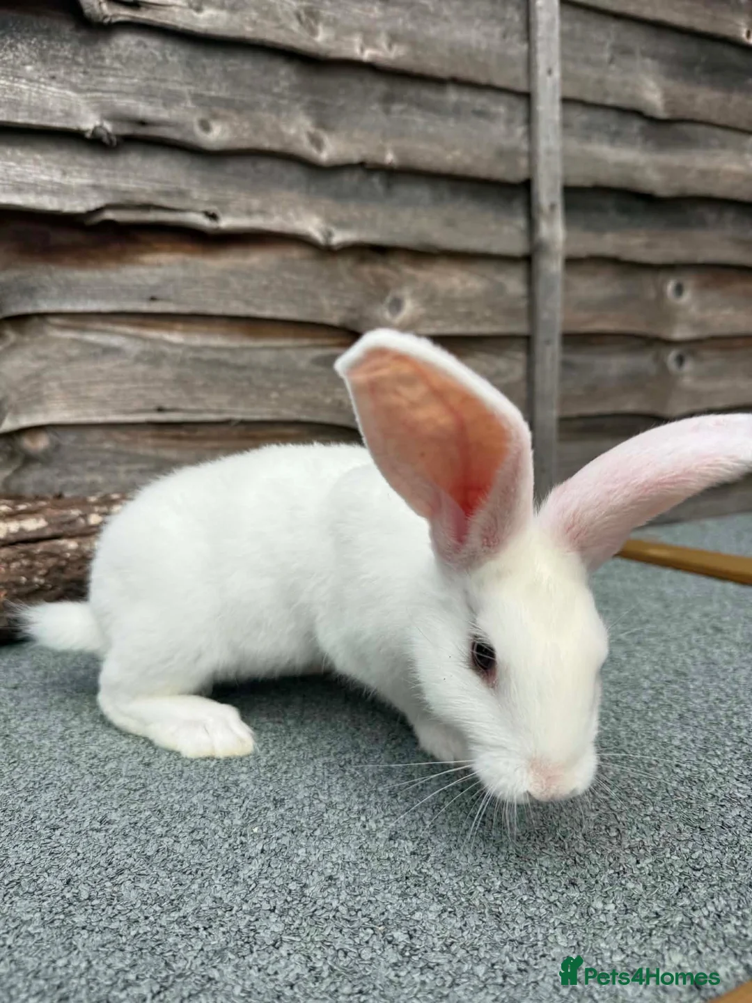 Continental Giant rabbits for sale: 🐰🐰🐰 Continental Giant Rabbits  - Advert 2