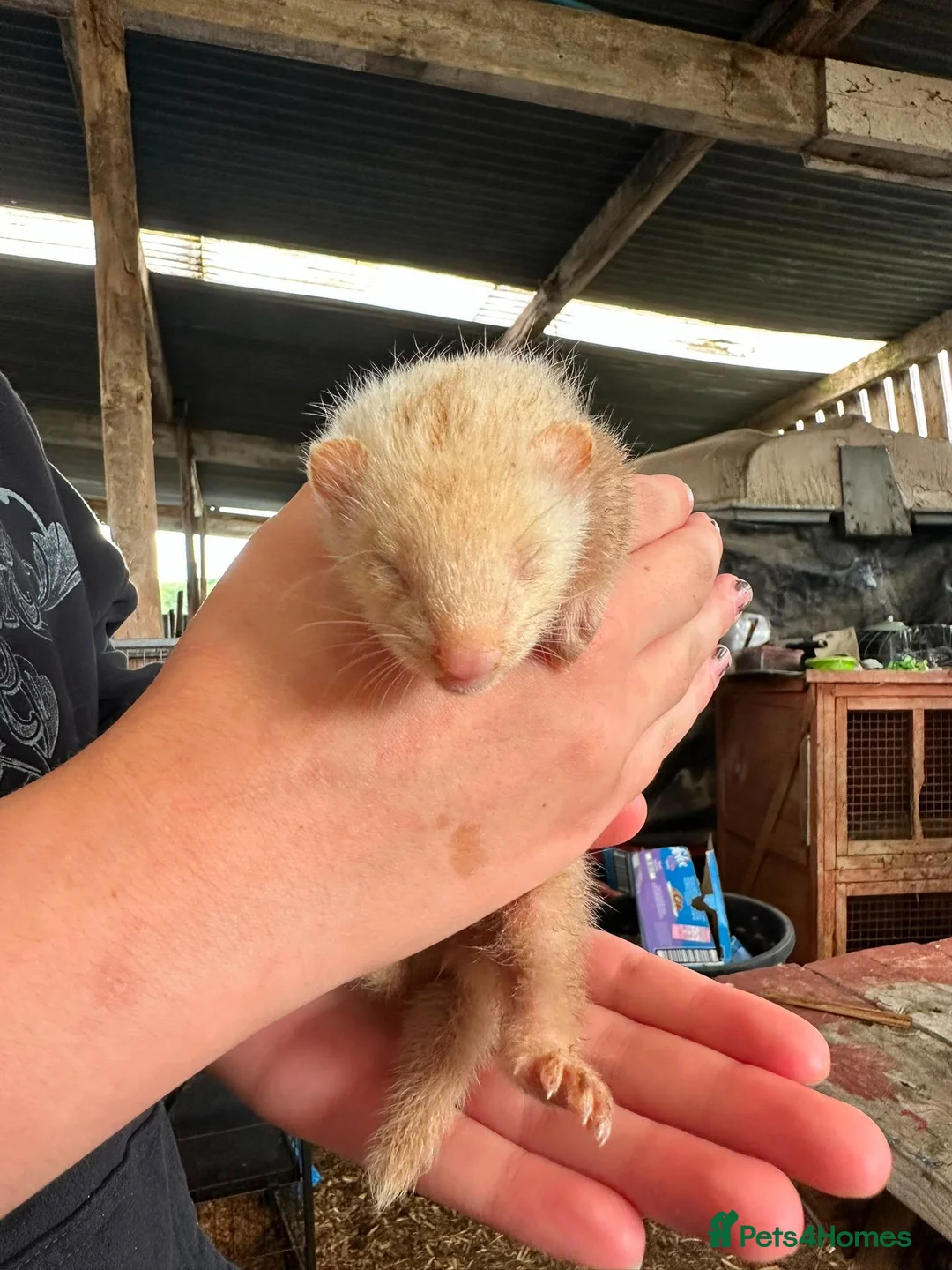 Ferret rodents for sale: Ferret kits in Newtown - Advert 9