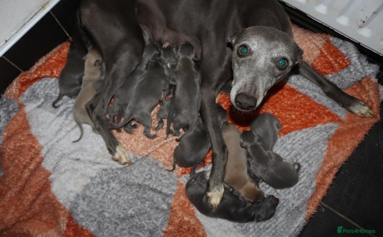 Whippet dogs - Advert 1
