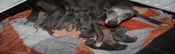 Whippet dogs for sale: KC registered Whippet pups - Advert 1
