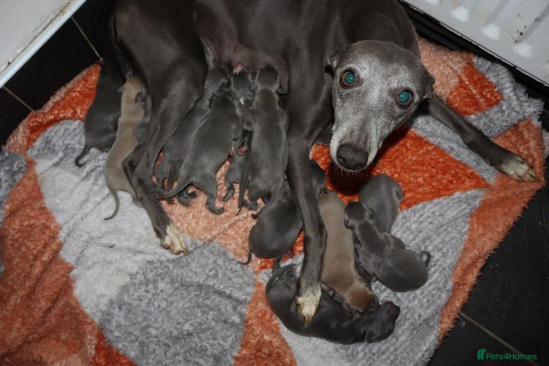 Whippet dogs for sale: KC registered Whippet pups - Image 1