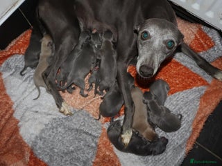 Whippet dogs - Advert 3