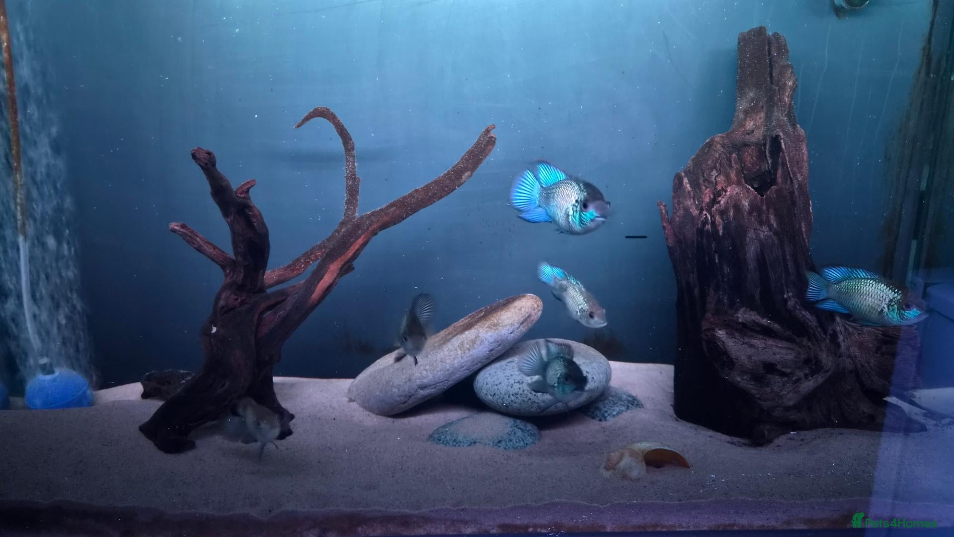 Cichlids fish for sale: Electric Blue Acara for sale - Advert 1
