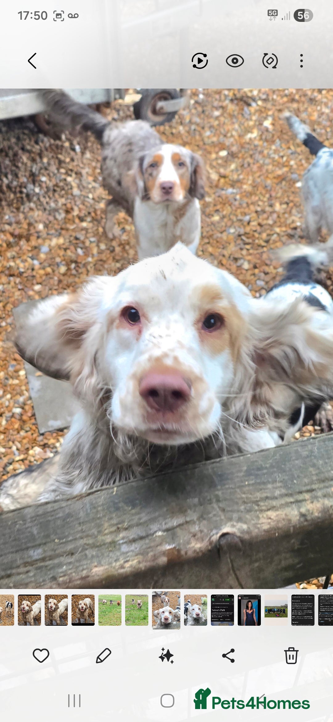 Clumber Spaniel dogs Clumber female - Advert 2