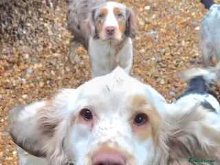 Clumber Spaniel dogs Clumber female - Advert 2
