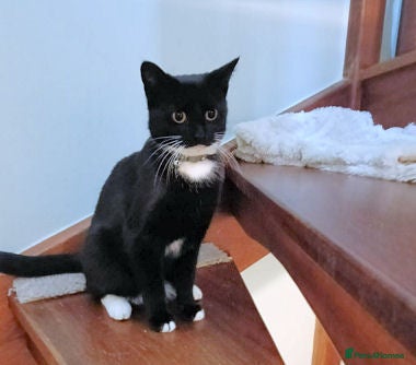 Mixed Breed cats PANCAKE - Advert 8