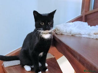 Mixed Breed cats PANCAKE - Advert 18