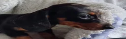 Miniature Dachshund dogs for sale: Stunning Dachshund pups *Ready now* - Advert 8