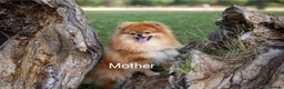 Pomeranian dogs for sale: Pom boys from 5⭐ licensed breeder - Advert 2