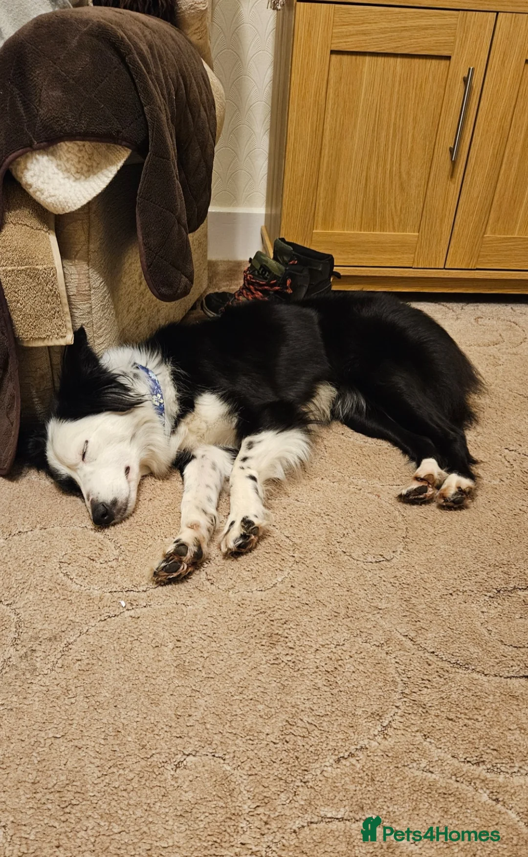 Border Collie dogs for sale: Loving young female border collie for pet home - Advert 12