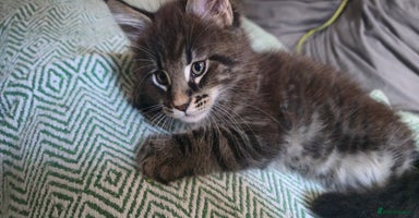 Maine Coon cats - Advert 6