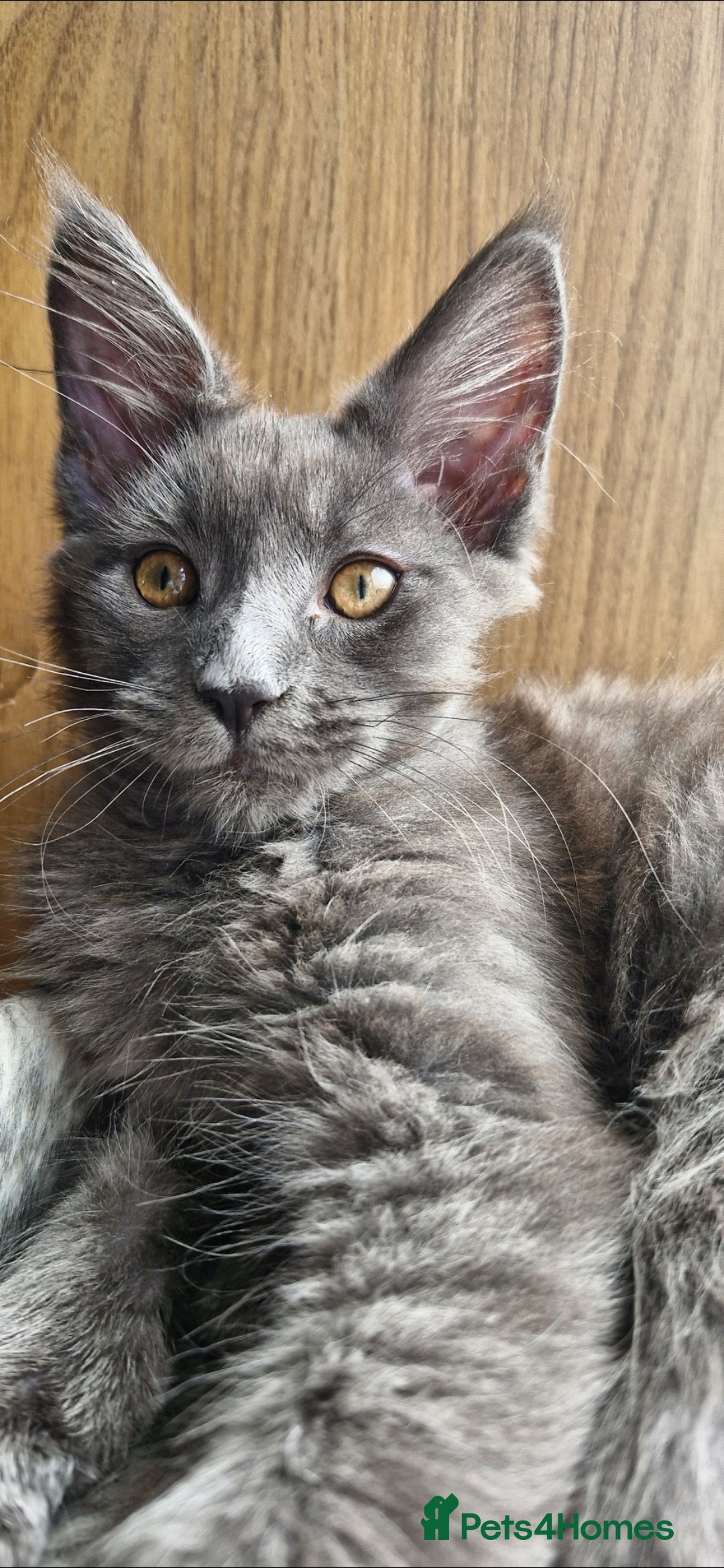 Maine Coon cats for sale: Little adorable kitten looking for new home  - Image 14