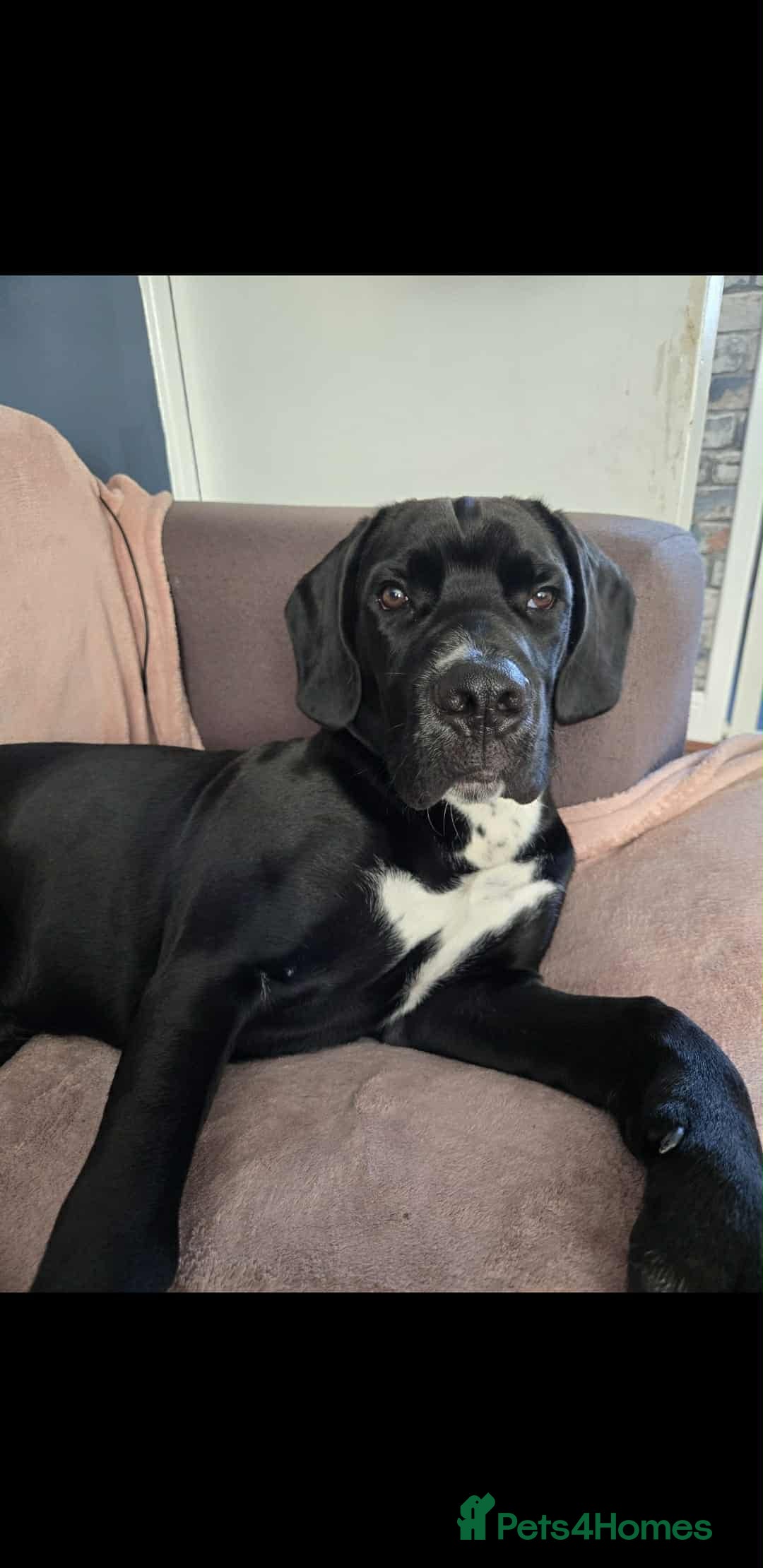 Mixed Breed dogs for sale: Oakley - Advert 4