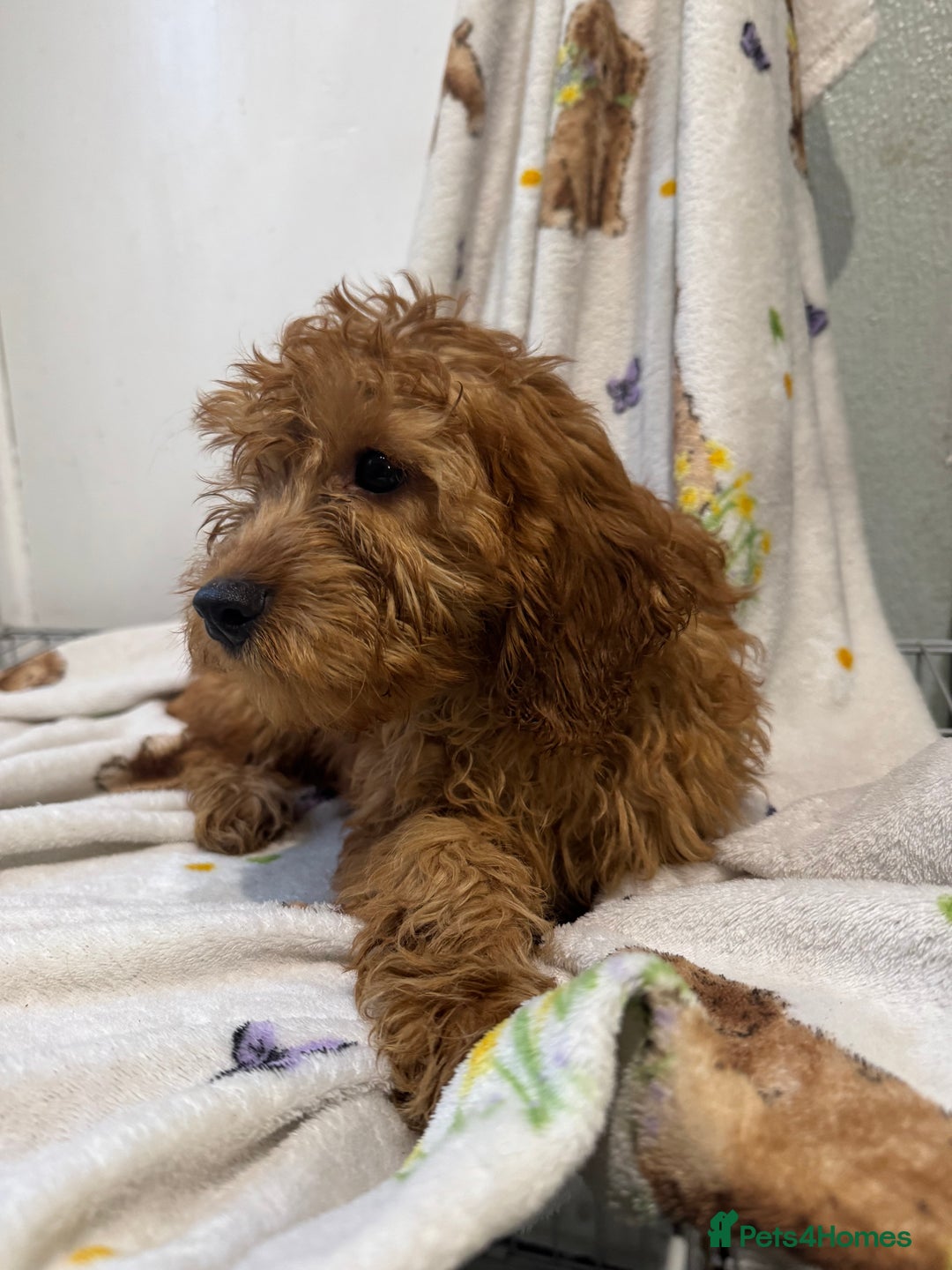 Cockapoo dogs for sale: F1 Cockapoo puppy’s  - Image 21