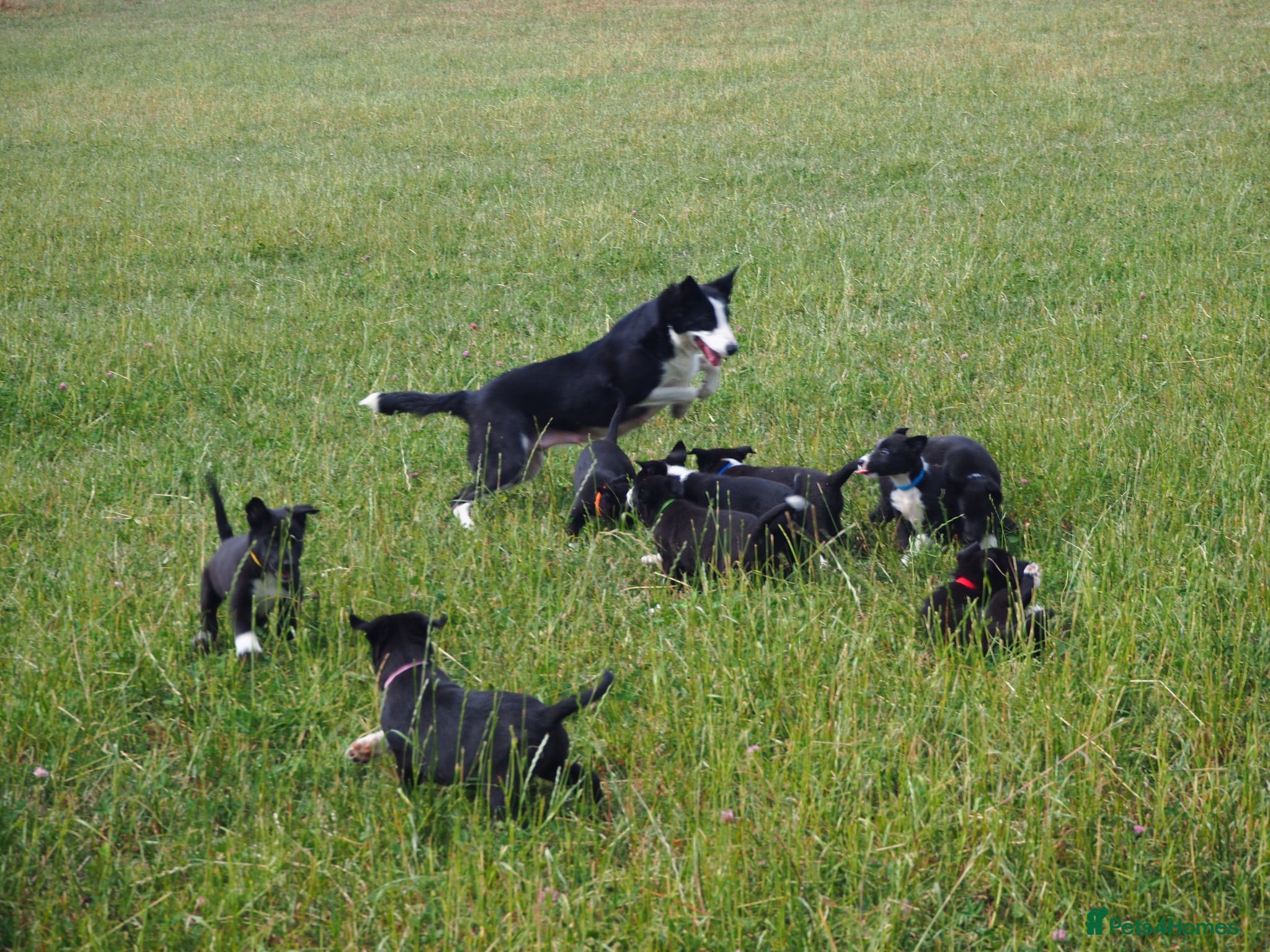 Mixed Breed dogs Beautiful kelpie x border collie pups for sale - Advert 2