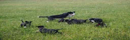Mixed Breed dogs for sale: Beautiful kelpie x border collie pups for sale - Advert 2