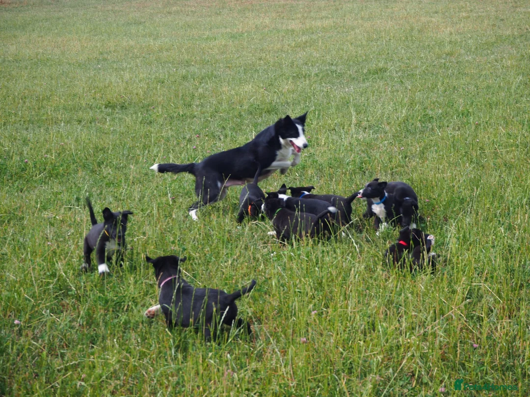 Mixed Breed dogs for sale: Beautiful kelpie x border collie pups for sale - Advert 2