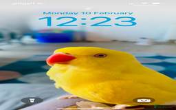Parakeets birds for sale: Indian Ringnecks for sale in Southend-on-Sea - Image 1