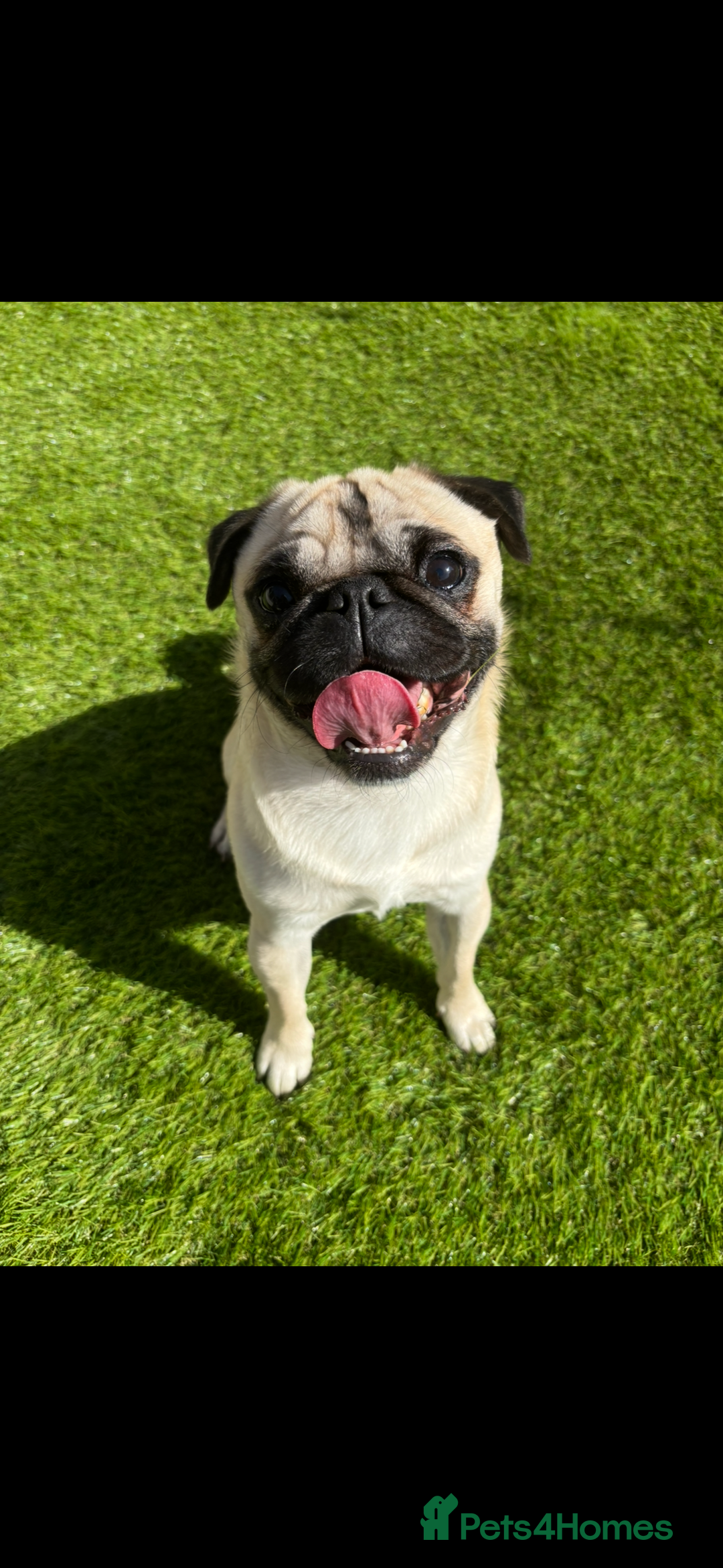 Mixed Breed dogs for sale: Puppies for sale - Advert 20