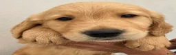 Golden Retriever dogs for sale: KC Registered Golden Retrievers  in Taunton - Advert 2