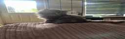 Mixed Breed cats for sale: Maine coon x chinchilla Persian kitten - Advert 7