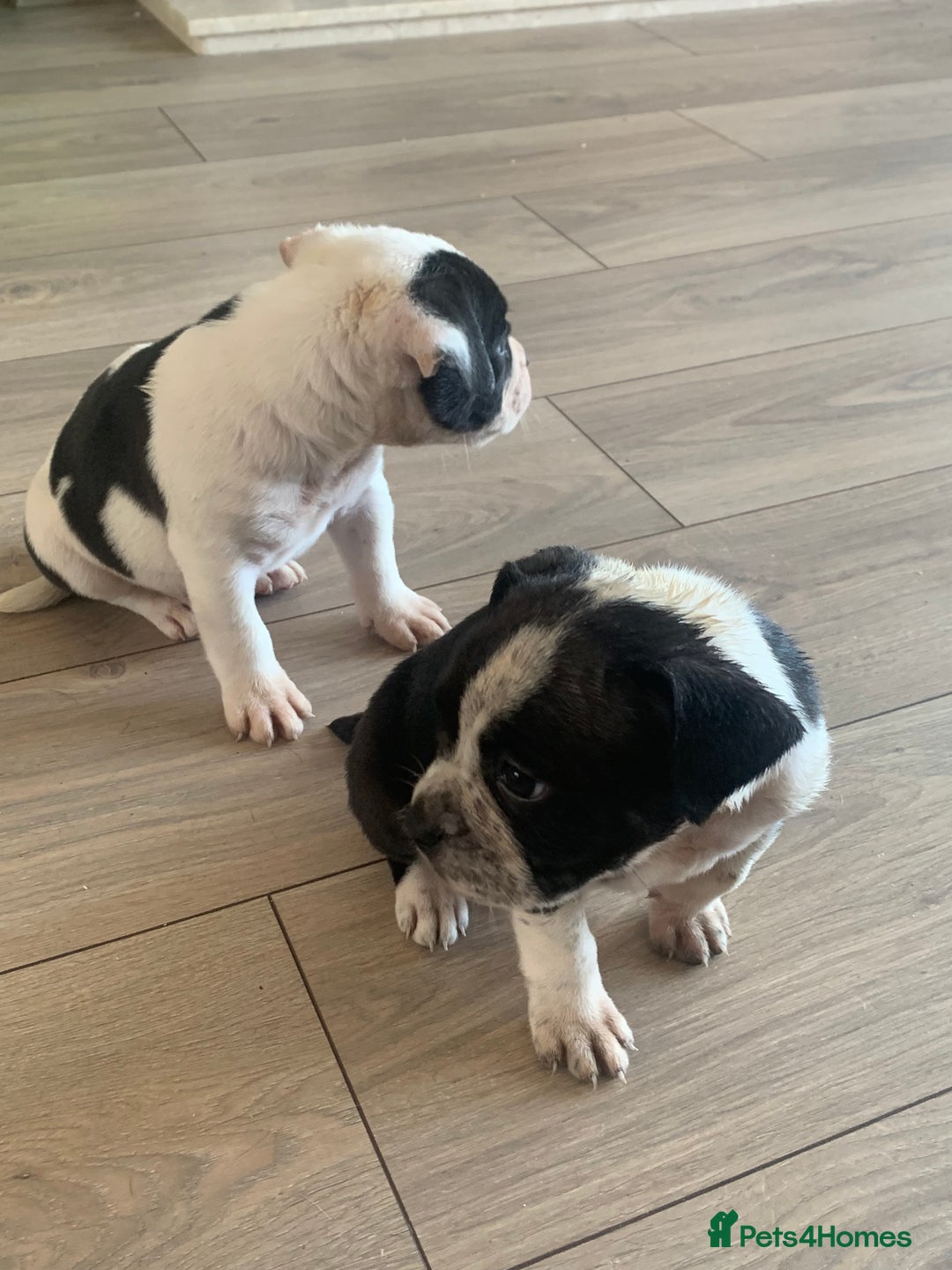 Shorty Bull dogs for sale: Proper pocket bully’s - Advert 28
