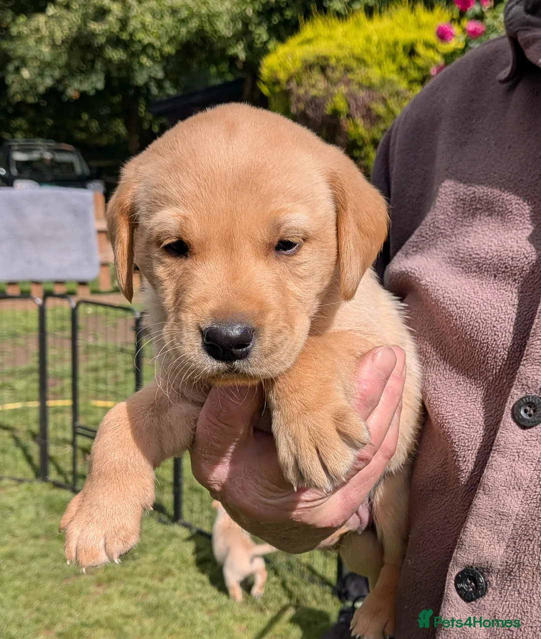 Labrador Retriever dogs for sale: Stunning Litter from KC registered parents  - Advert 9