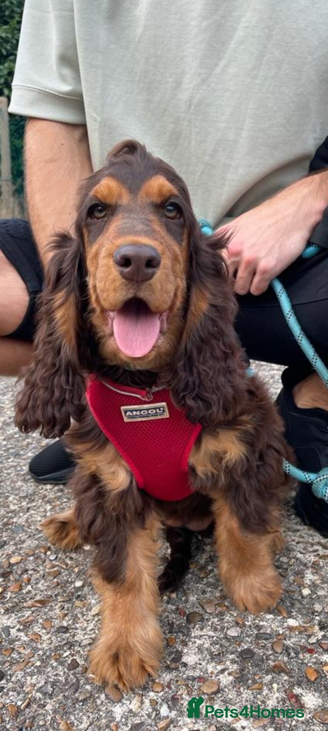 Cocker Spaniel dogs for stud: SHOW COCKER SPANIEL 🐕 health tested stud  in Brentwood - Advert 18