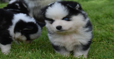 Pomsky dogs - Advert 1