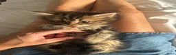 Persian cats for sale: Mixed breed Persian Kittens  - Advert 4
