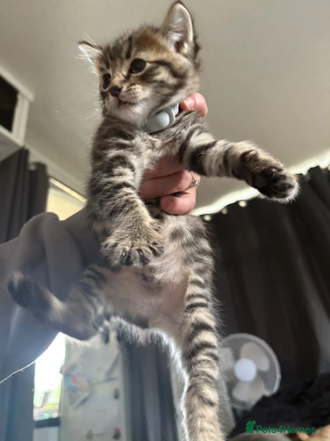 Mixed Breed cats for sale: 2 female 1 male, tabby cross  - Advert 13