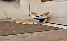 Welsh Corgi Pembroke dogs for sale: Rehoming Lily - Image 6