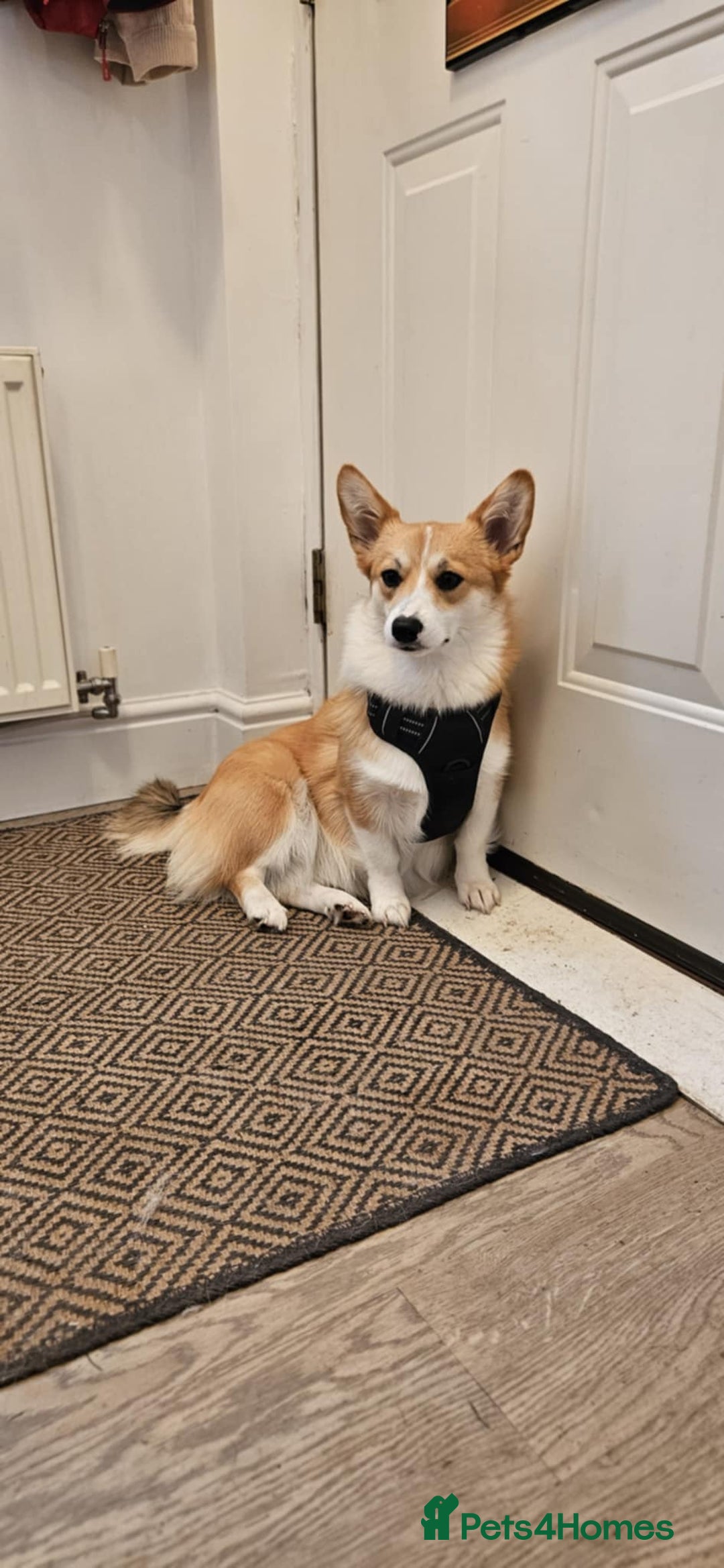 Welsh Corgi Pembroke dogs for sale: Rehoming Lily - Image 6