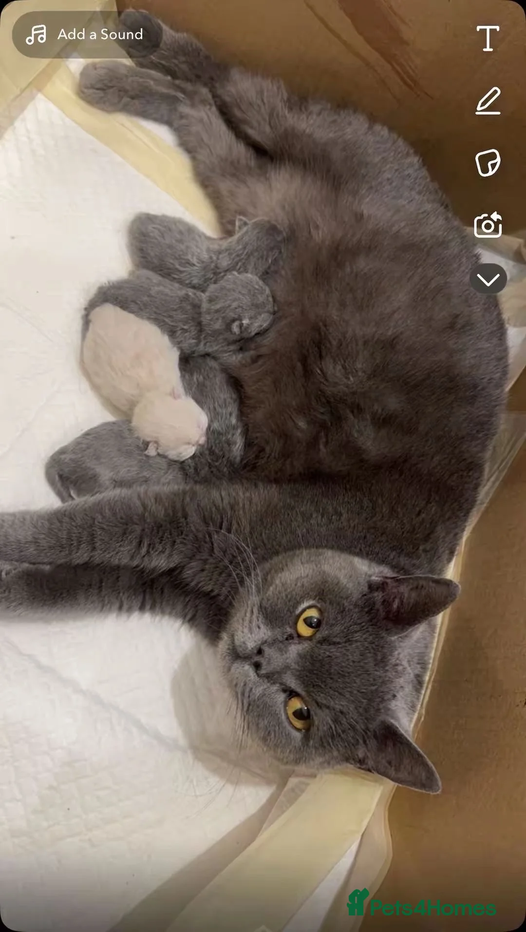 British Shorthair cats for sale: British short hair  - Advert 4