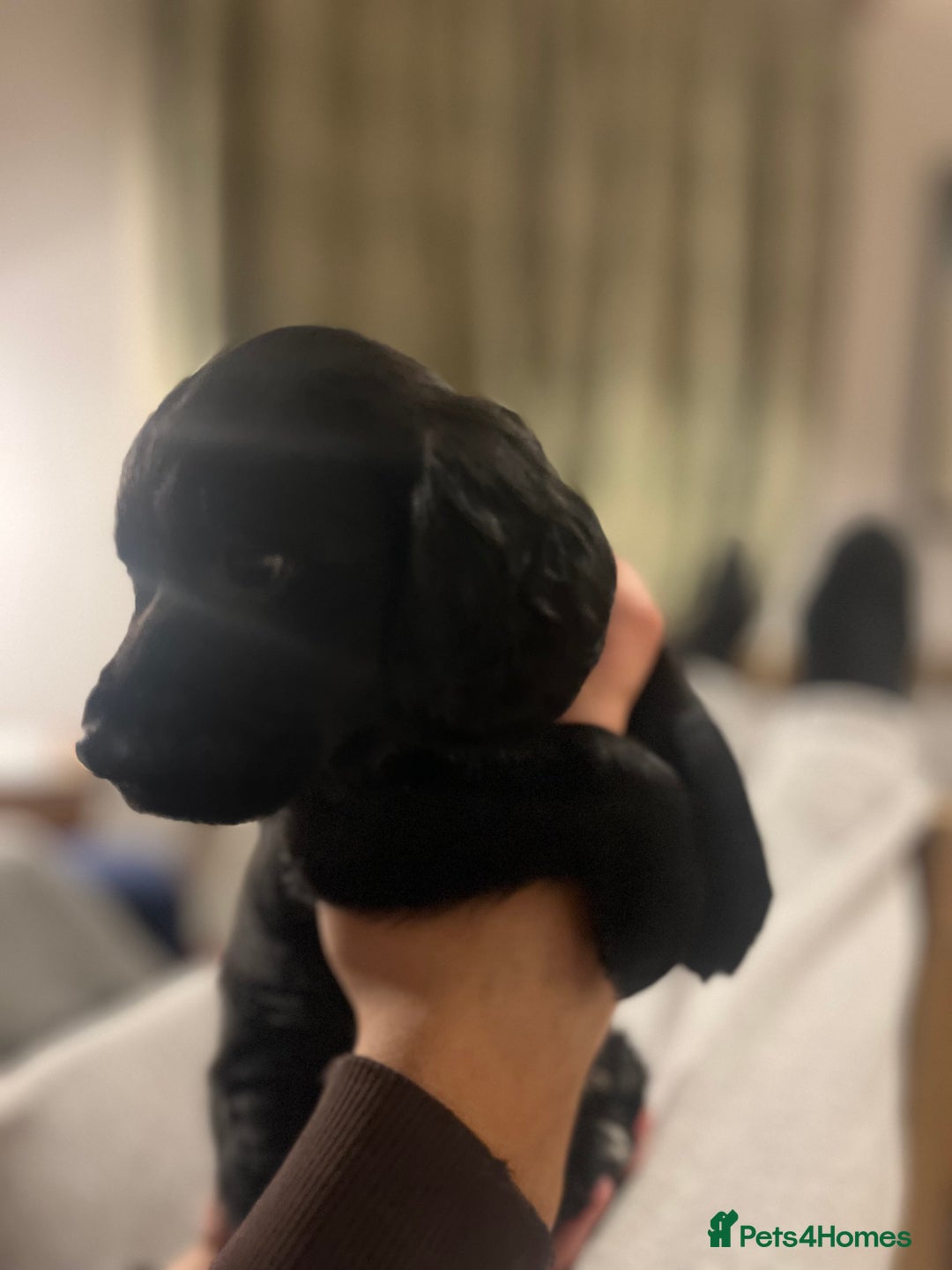 Sprocker dogs for sale: Working Sprocker Spaniel Pups - Advert 2