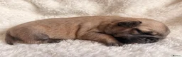 Pug dogs for sale: 🐾 Stunning Pug puppies 🐾 in Wigan - Advert 40