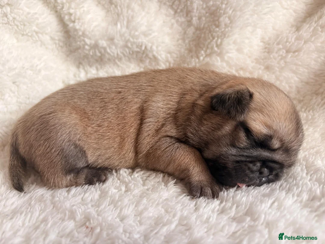 Pug dogs for sale: 🐾 Stunning Pug puppies 🐾 in Wigan - Advert 40